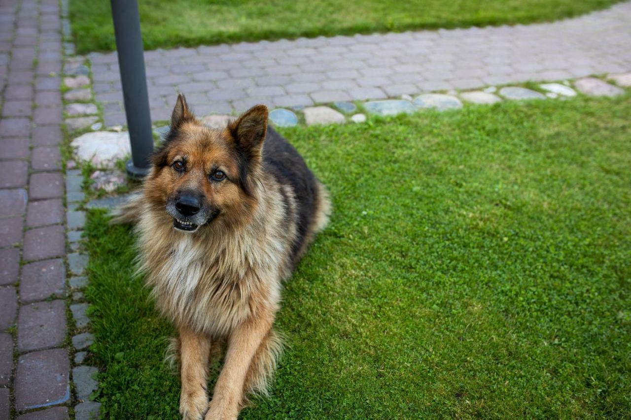 Erlendi Kodumajutus Villa Pärnu Buitenkant foto